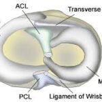 Meniscus anatomy1