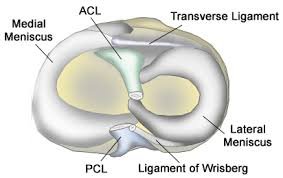 Meniscus anatomy1